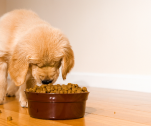 croquette-pour-chien