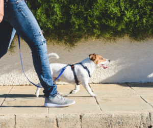 chien-promenade