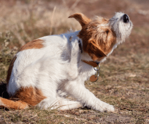 chien-qui-se-gratte