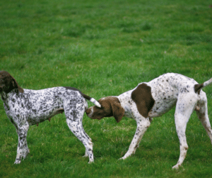 chienne-en-chaleur