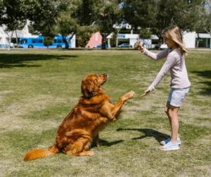 chien-éducation