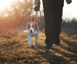 promenade chien
