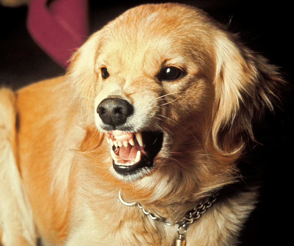 chien-agressif