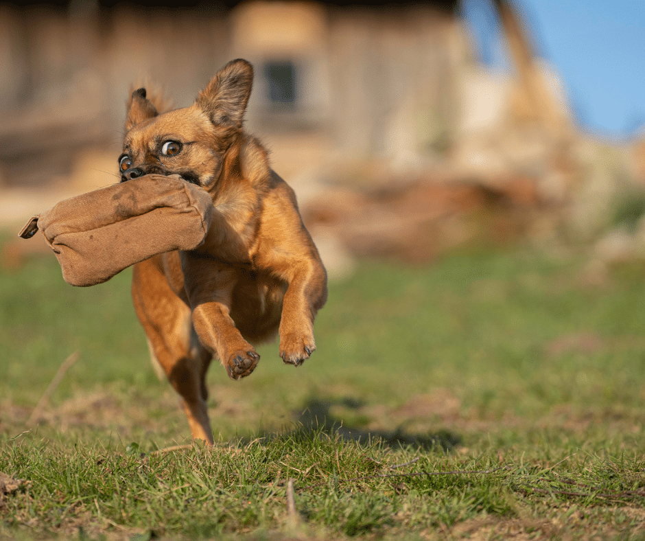 mon chien ne m’obéit pas