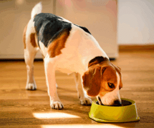 besoins fondamentaux du chien