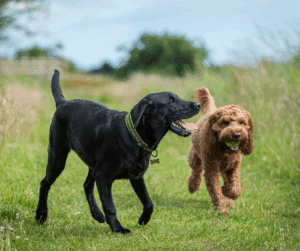 éducation canine positive