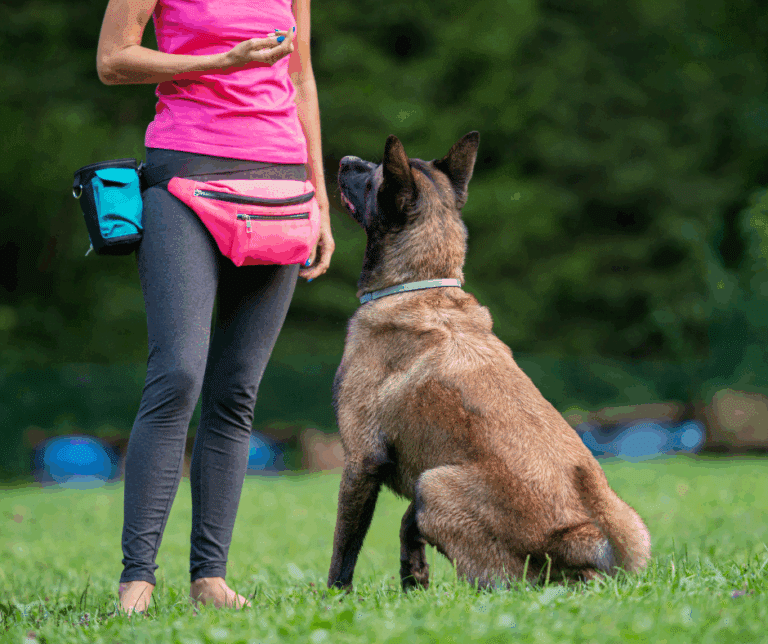 Chien en apprentissage du rappel pendant un stage intensif d’éducation canine