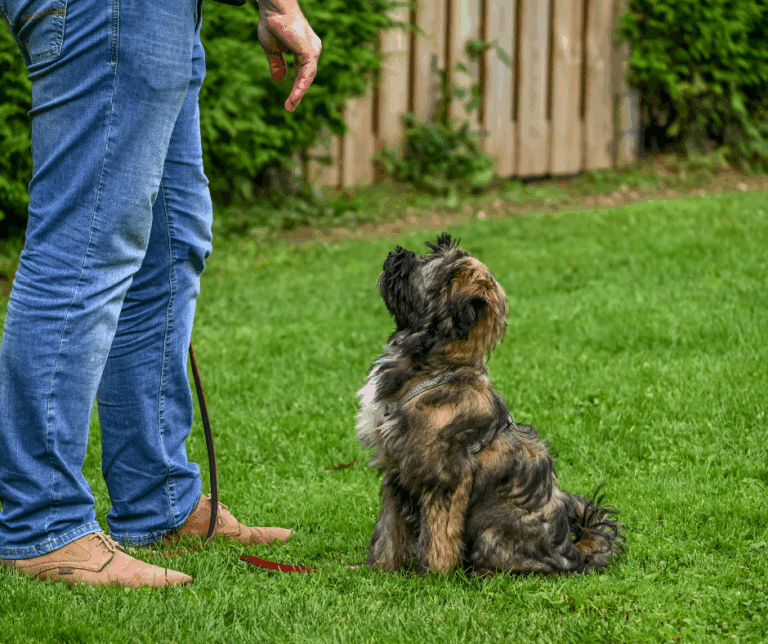 Travail de socialisation d’un chien avec d’autres congénères lors d’un stage Happy Truffe