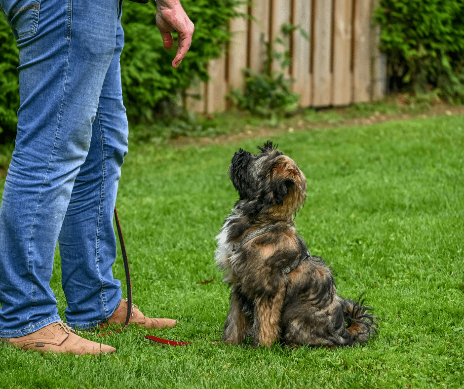 Travail de socialisation d’un chien avec d’autres congénères lors d’un stage Happy Truffe