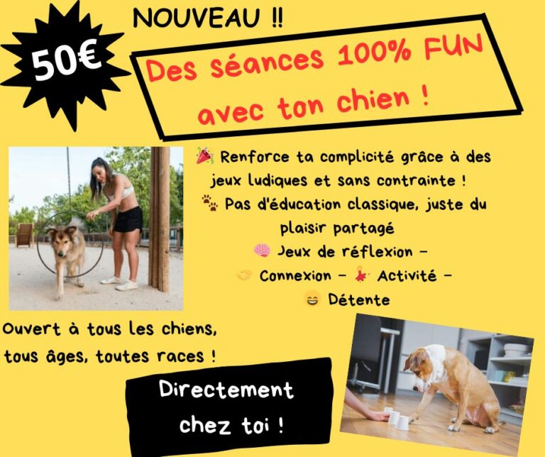 séances éducation canine