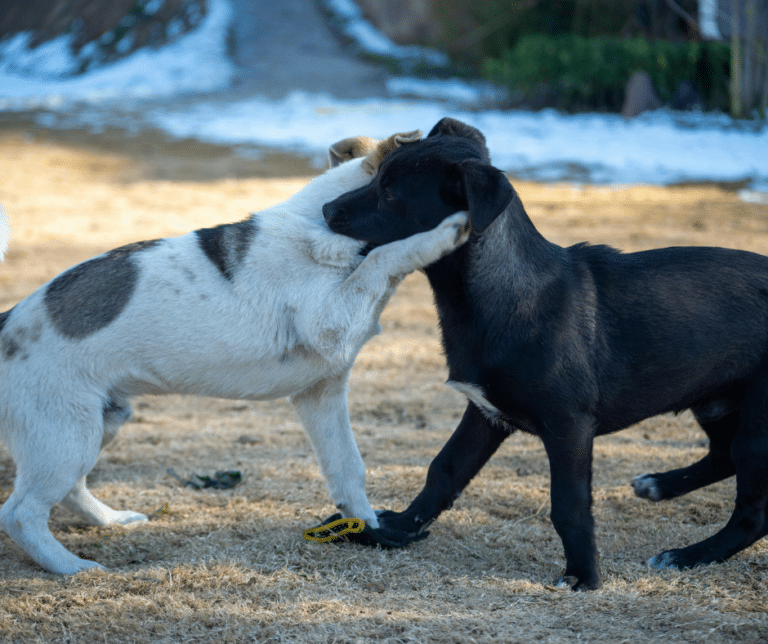 éducateur canin accompagnement chien réactif