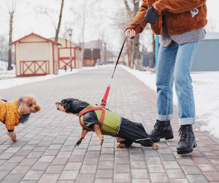 chien réactif croisement en promenade