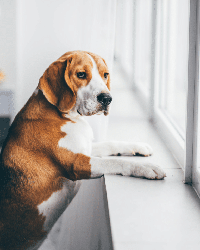 chien qui détruit coussin maison absence
