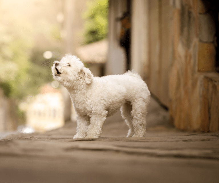 chien qui aboie à la fenêtre comportement stress chien