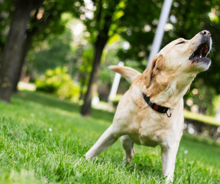 éducateur canin travail aboiement chien calme maison